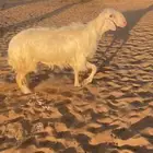 اصفر ابرص