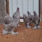 براهما بلو