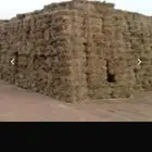 اعلاف. ذره جيزاني ورق ناعم جدا.