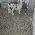 3 طليان نجد