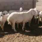 جذعات دفيع