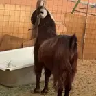 تيس قبرصي فاخر