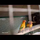 ادره وصن كنيور وكروان ابيض ولا يجي اللي جاد