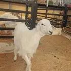 خروف حري 7 شهور