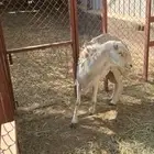 خروف فحل حري شرط