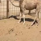 قعود مفرود طيب جدا