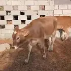 بقر للبيع