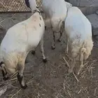 3 نعاج فواخر