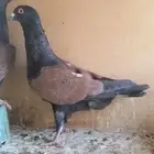 للبيع جوز قرنفلي