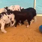 طليان ورخال للبيع