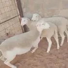 دوربر بيور فاخر