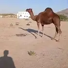 أبل للبيع