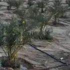 نخل للبيع النوع روثانه وبرحي