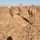 بكرتين