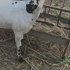جفرة بيشية فاخره
