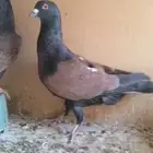 للبيع جوز قرنفلي