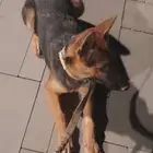 كلاب جيرمان شيبرد مطعمة ومحصنة العمر 5 اشهر