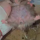 هامستر سوري همتارو هامسترات الباحة بلجرشي بني كبير