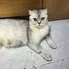 انثى سكوتش فولد منتجة للبيع