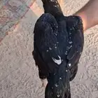 دجاجه سنديه بالانتاج