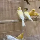 للبيع كناري و حسون الحسا المحدود