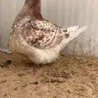 3 حبات فرش حوامل رديوس