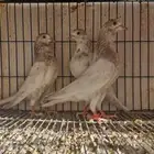 حمام باكستاني توووب