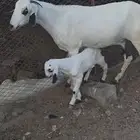 عنز بيشيه منتوج