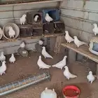 حمام فرنسي جامبوا