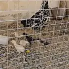 دجاجة سنديه فاخره جدا