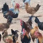 ديك بلدي عمر 5 شهور