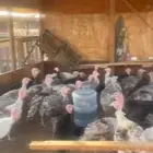 للبيع دجاج رومي احجام