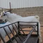 فحل بيشي ثني فاخر