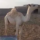 قعود رماني قصب