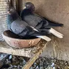 جوز قطيفي زرق المملكة