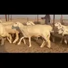 رخال فواخر للبيع