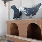 جوز قطايف معاريف