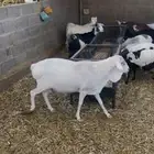 فحل بربري ابيض منتج