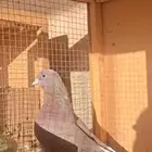 ذكر حمر درع صافي فيها التقلب الصلف والارتفاع الزين