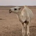 مفروده وضحا باتليه