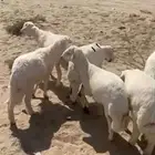 11 طلي للبيع