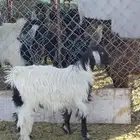 تيس فل ماشاءالله