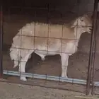 فحل صنف الصنف