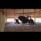 طقم دجاج رومي