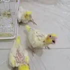 فروخ كروان اليفه