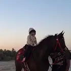 فرس شعبية العمر 3 سنوات ونص شرط ارحام سليمة