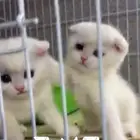 سكوتش دبل فلود