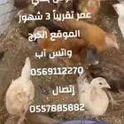 دفعة صوص بلدي الخرج