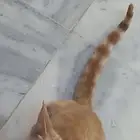 قط فقد في حي الصريف