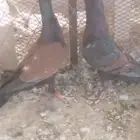 للبيع جوز مخاليف شاميات